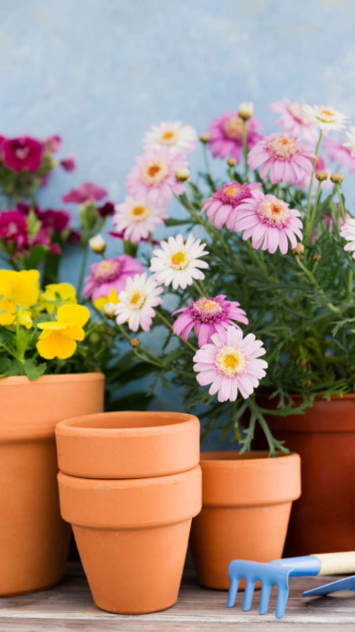 8 Beautiful All-Season Flowering Plants You Should Grow In Your ...