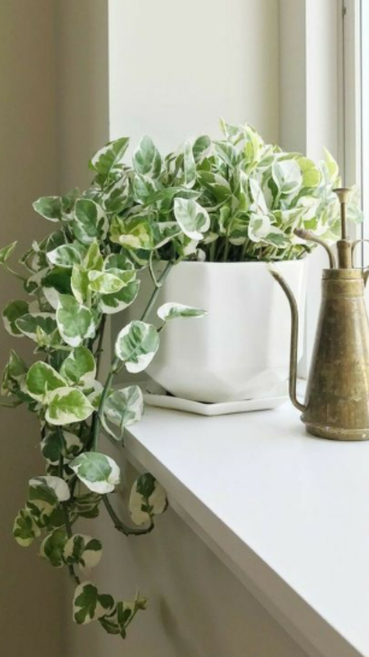 Indoor Plants For Bedroom: These 9 Houseplants Will Help You Sleep Better