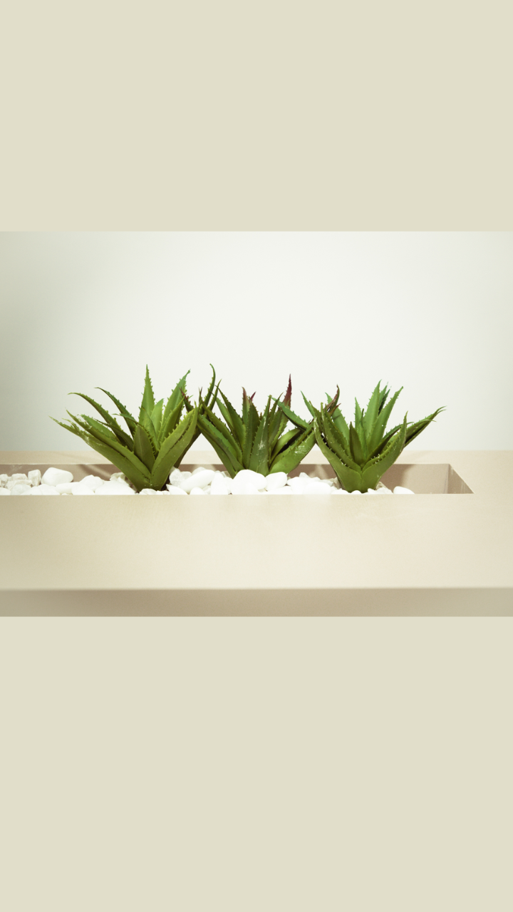 Indoor Plants For Bedroom: These 9 Houseplants Will Help You Sleep Better