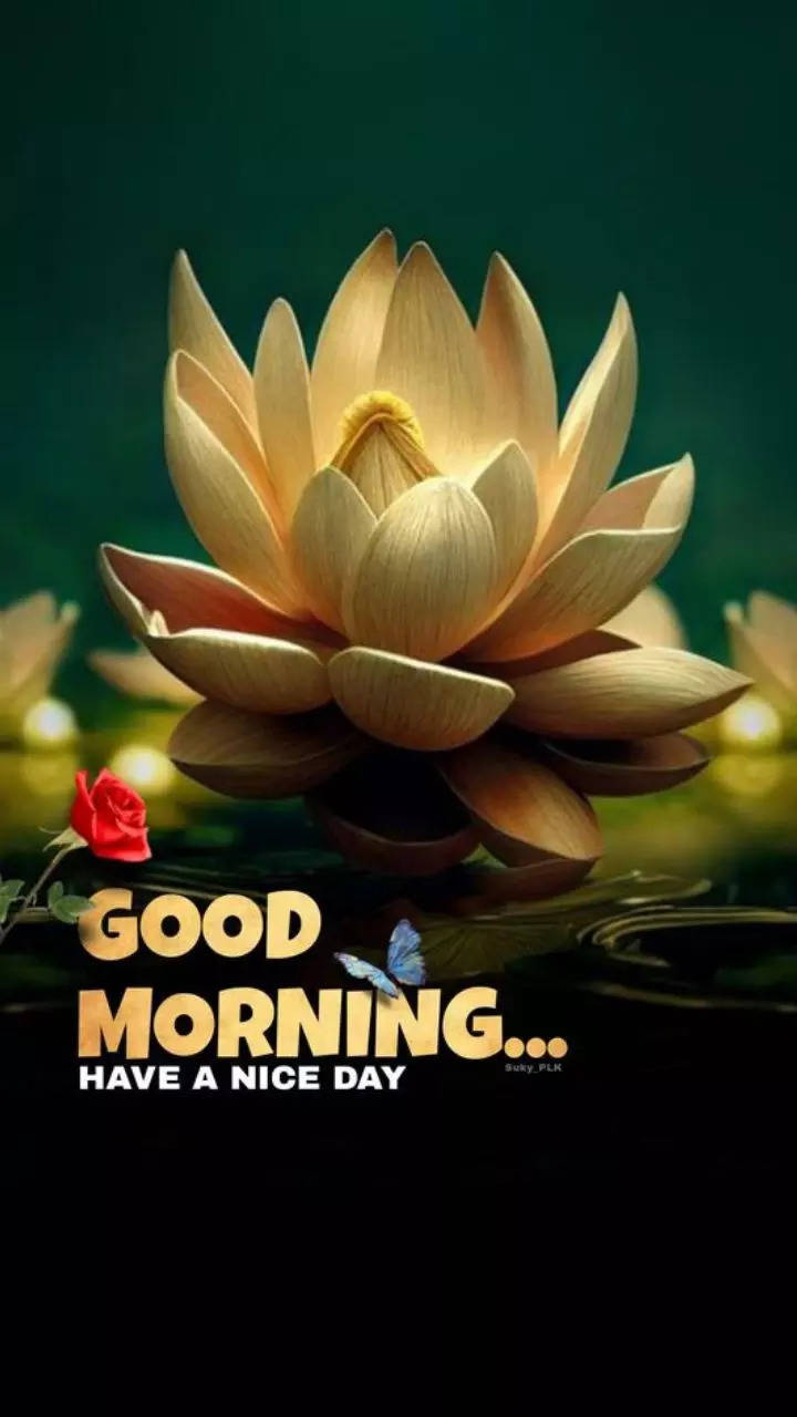 Good deals morning lotus