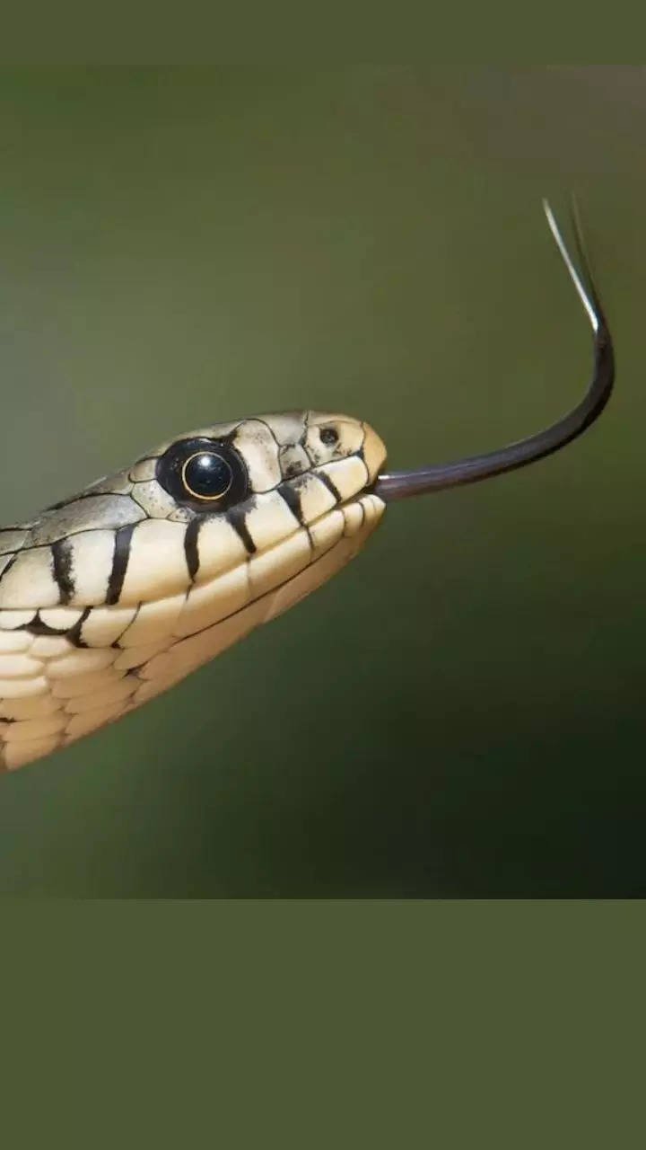 Snake Game Revisited: Surprising Facts and Fascinating Trivia for Snake Day