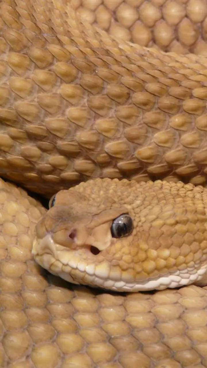 Snake Game Revisited: Surprising Facts and Fascinating Trivia for Snake Day