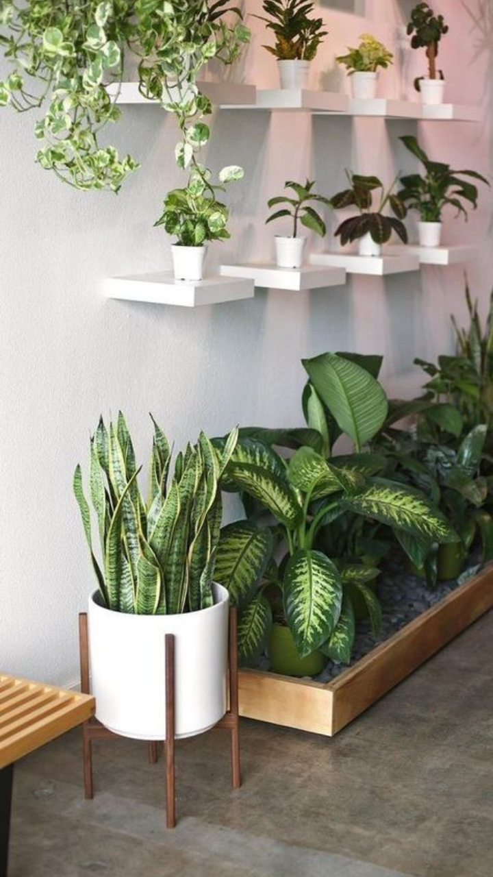 7 Indoor Plants Styling Ideas For Your Living Room | Times Now