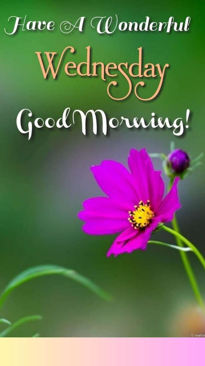 7 Happy Wednesday WhatsApp Messages, Good Morning Greetings, Images With  Flowers | Times Now