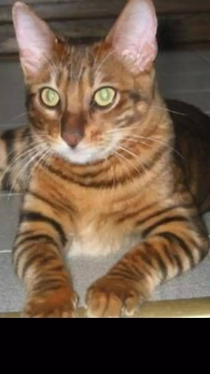 9 Cats That Look Like Tigers