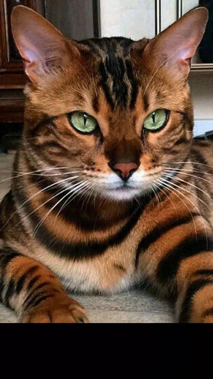 9 Cats That Look Like Tigers