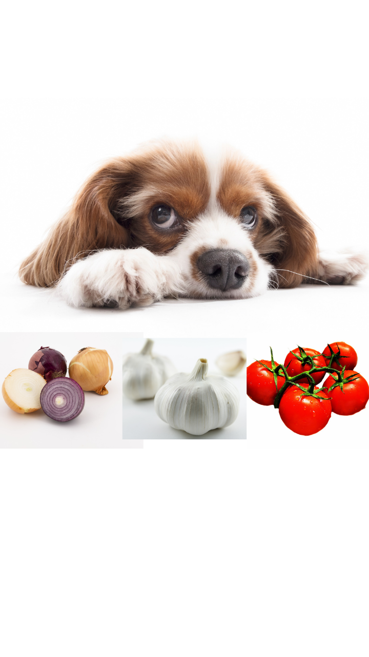 Are onions and outlet garlic bad for dogs