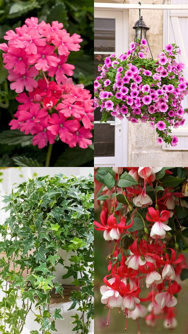 10 Beautiful Hanging Plants for Your Balcony StorialTech