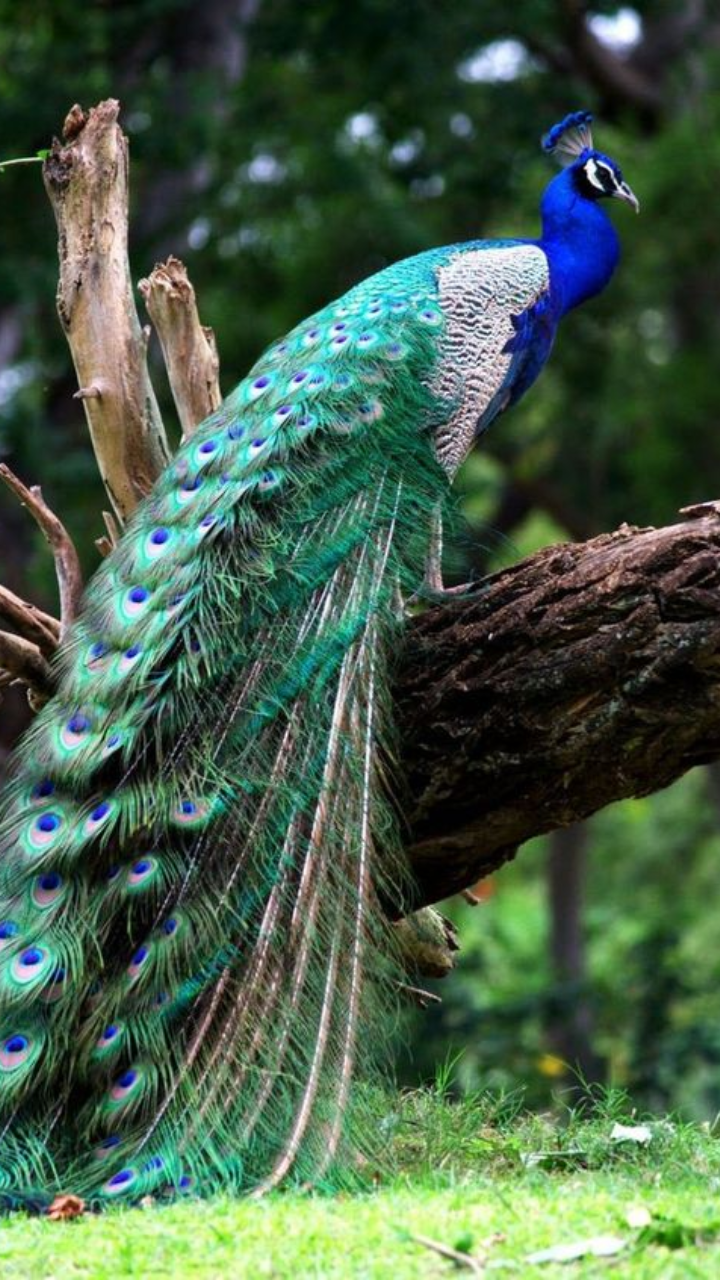 7 Beautiful Species Of Peacocks In The World