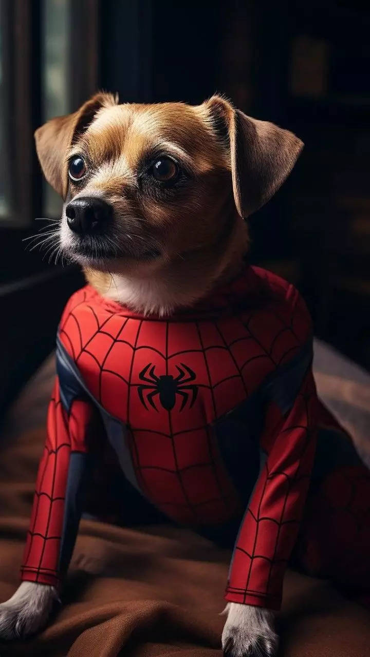 Spiderman puppy hot sale