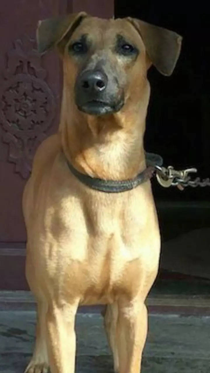 Most dangerous 2024 indian dogs