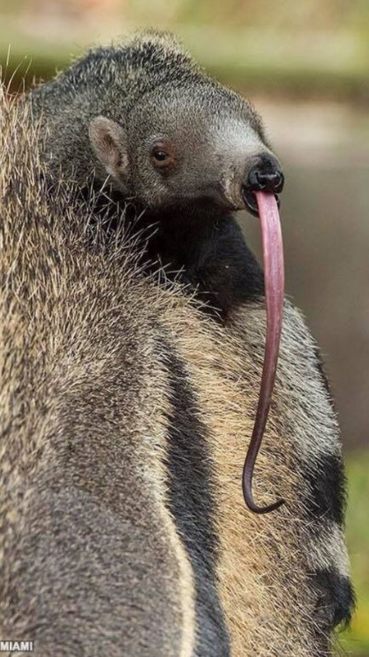 7 Animals With Incredibly Long Tongues | Times Now