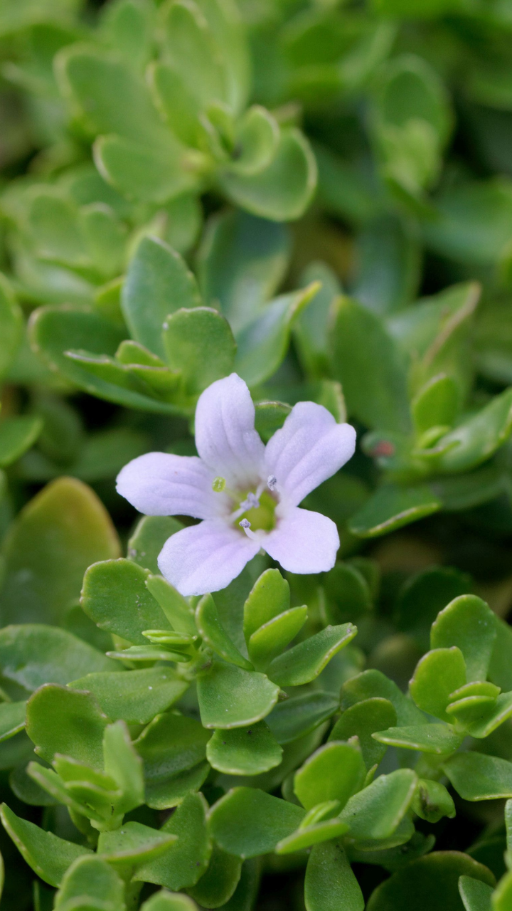 Brahmi Herbal & Medicinal Live Plant – creativefarmer