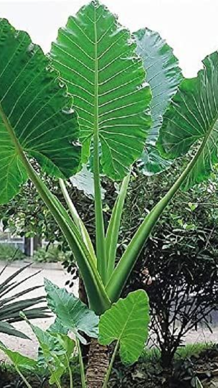 Elephant Ear