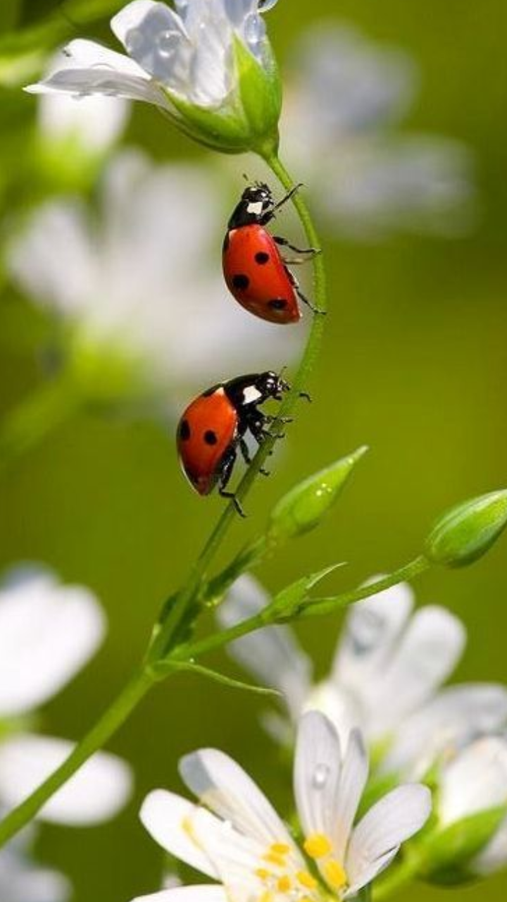 Male vs Female Ladybugs: Key Differences | Times Now