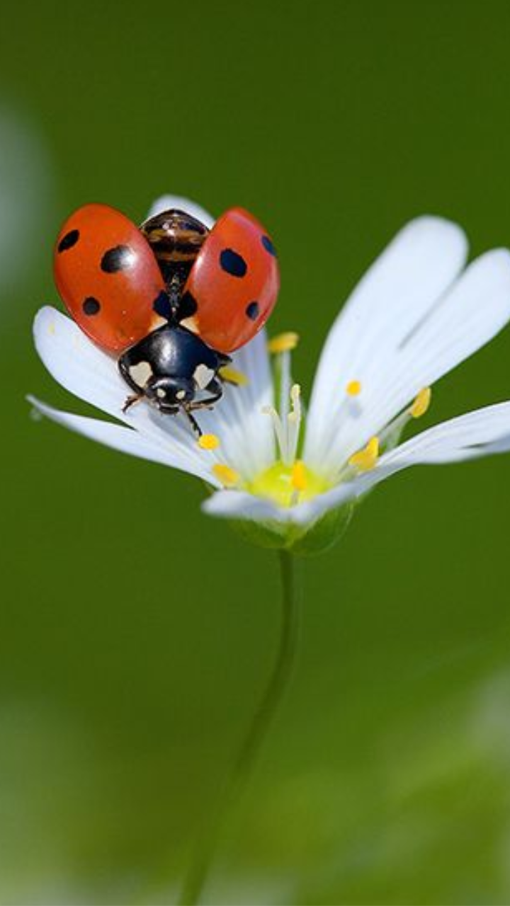 Male vs Female Ladybugs: Key Differences | Times Now