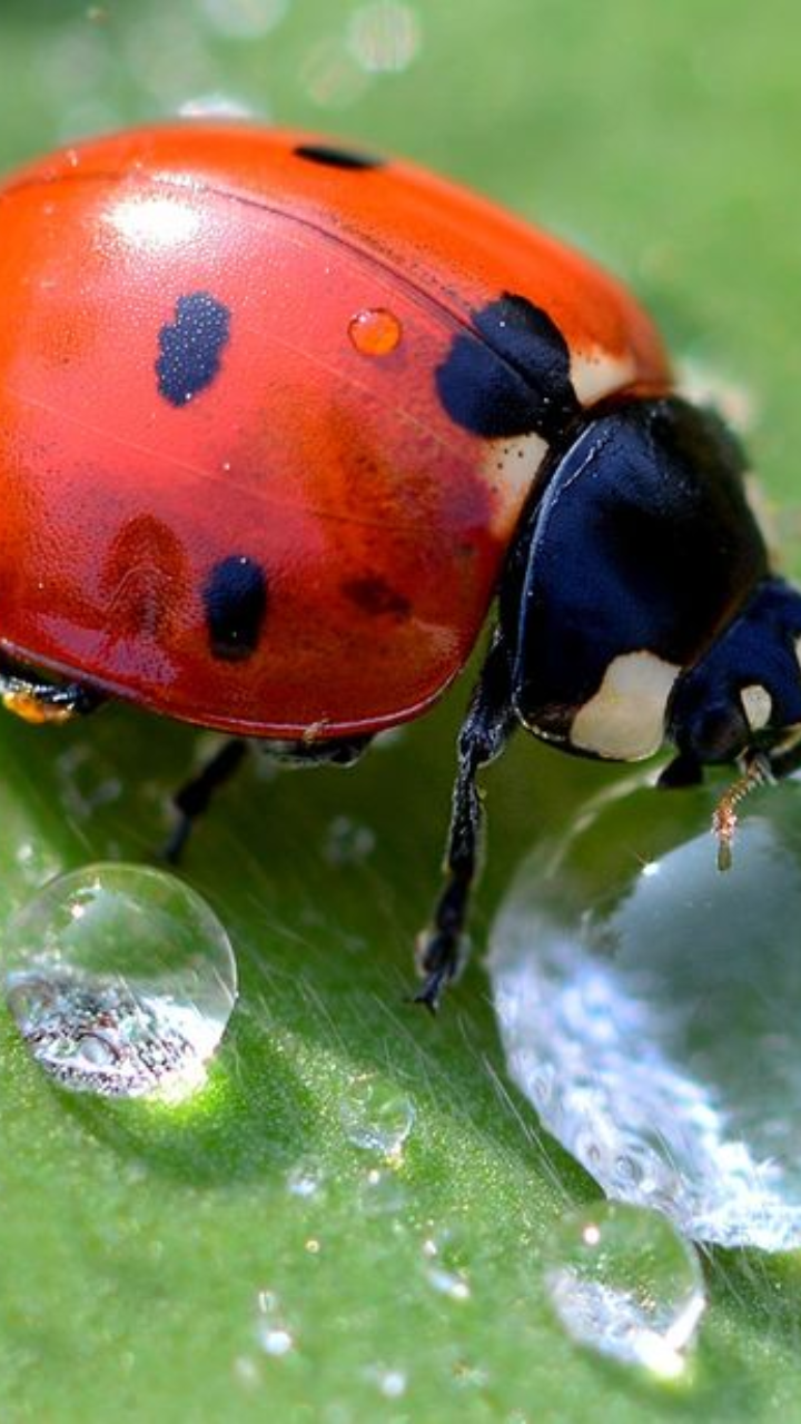 Male vs Female Ladybugs: Key Differences | Times Now