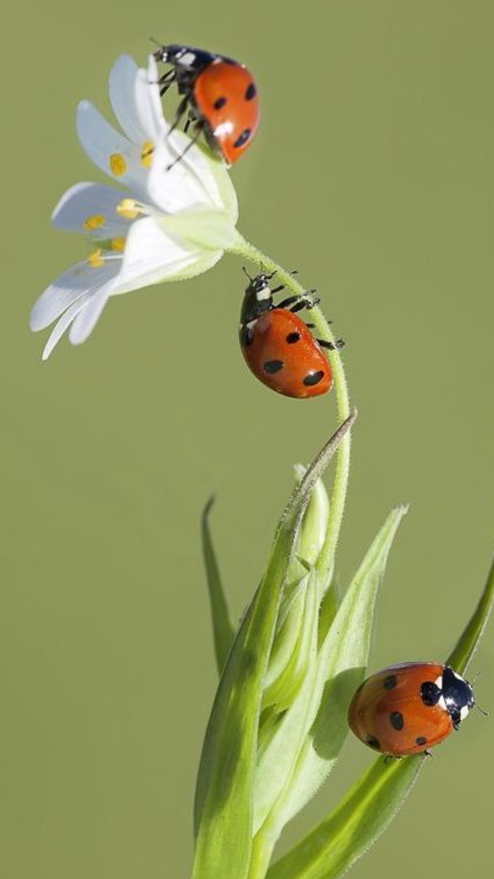 Male vs Female Ladybugs: Key Differences | Times Now