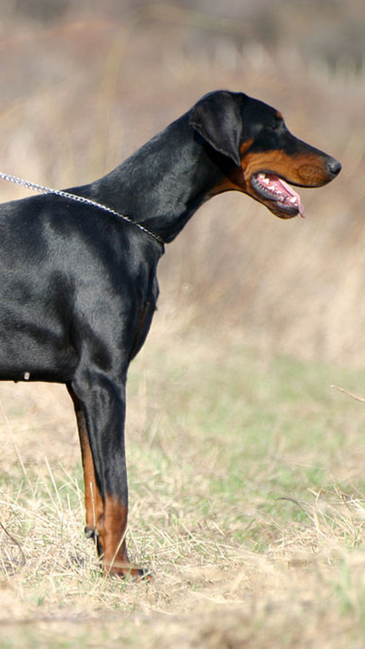 are doberman dogs dangerous