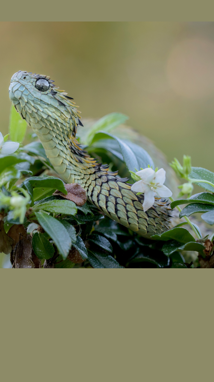 CalPhotos: Atheris hispida; Bristly Bush Viper