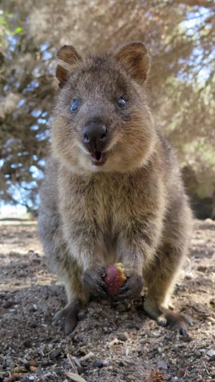7 cutest animals Australia is hiding from the world | Times Now