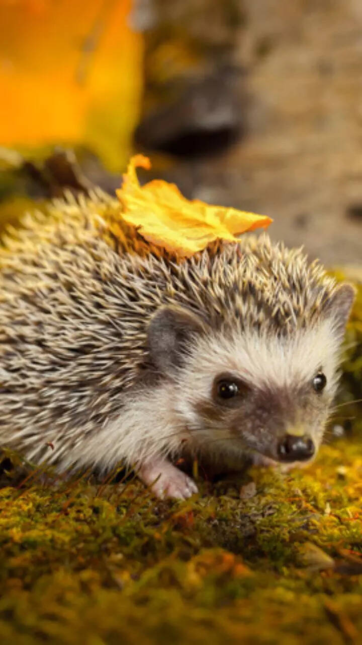 Exotic animals that can be legally kept as pets in India | Times Now Exotic animals that can be legally kept as pets in India | Times Now