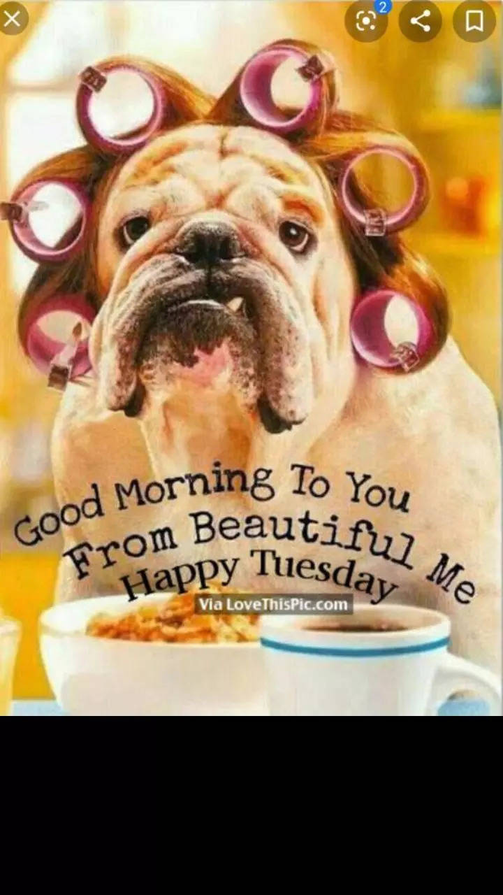 Tuesday morning | Good Morning Happy Tuesday: Wishes, images and quotes for  WhatsApp | Times Now
