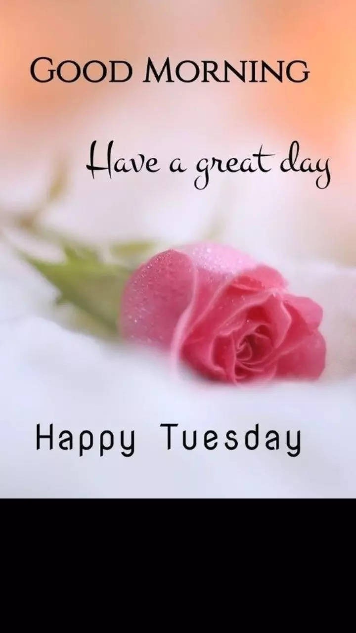 Happy Tuesday Morning Images With Flowers For WhatsApp | Times Now