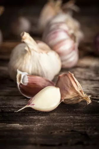 Garlic