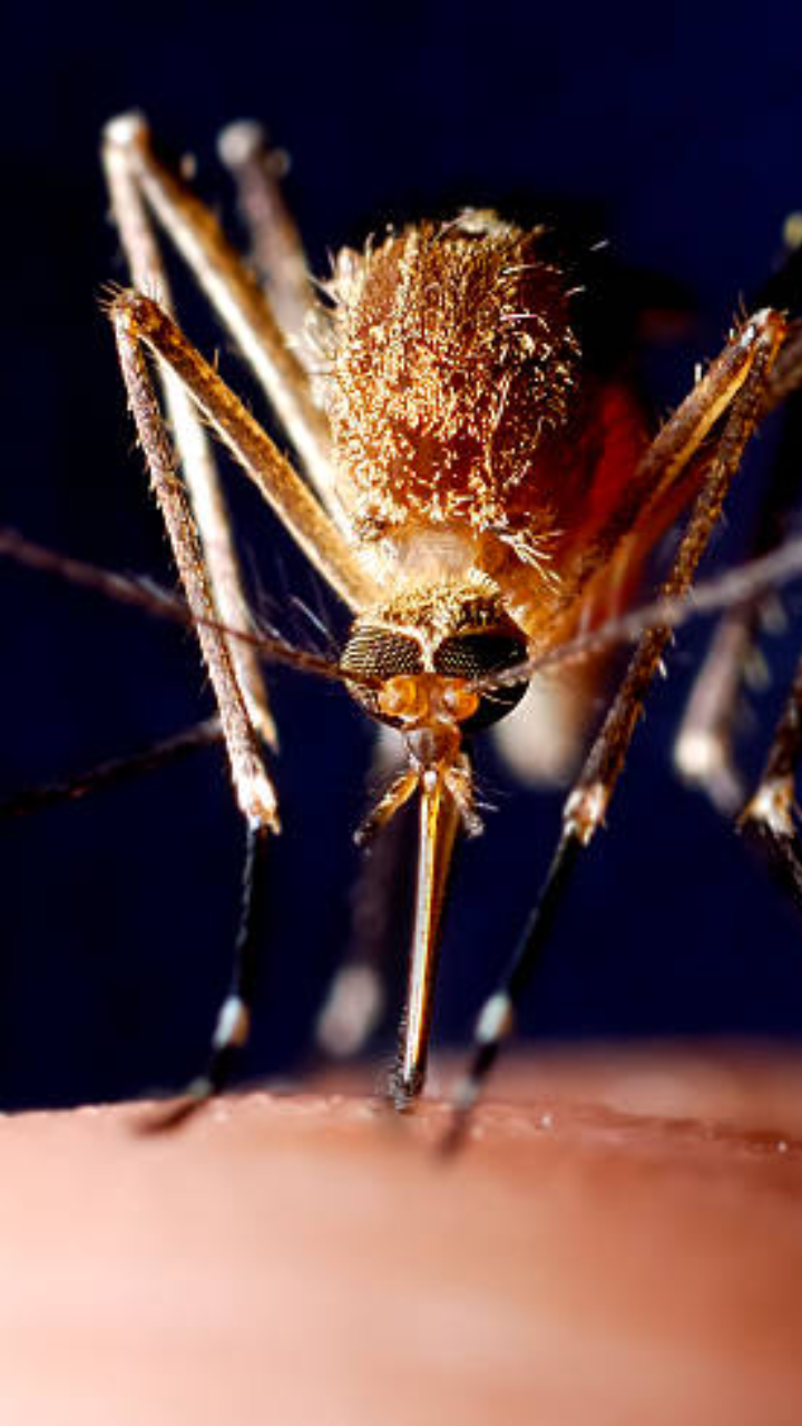 Dengue All you need to know