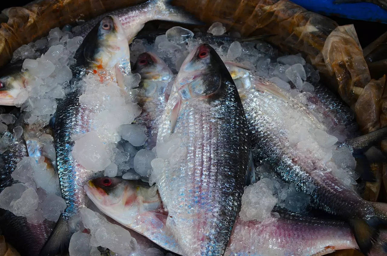 how-hilsa-or-ilish-the-most-revered-fish-in-india-gets-its-sweetness