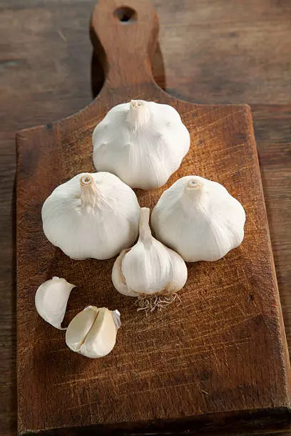 Garlic