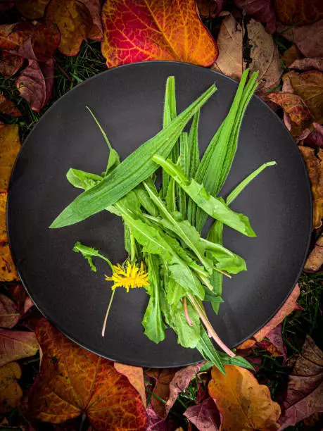 Dandelion greens