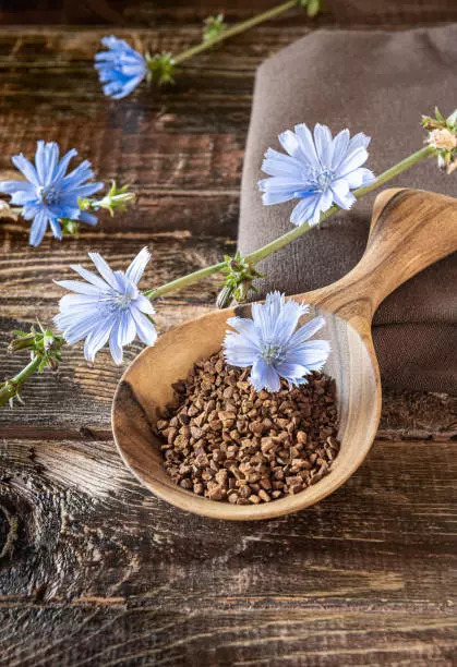 Chicory root