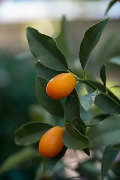 Kumquats