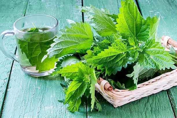 Nettle leaves