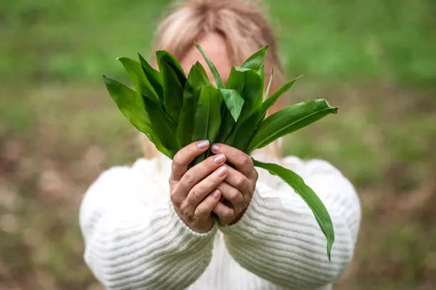 8 Wild Vegetables To Eat For Healthy Weight Loss