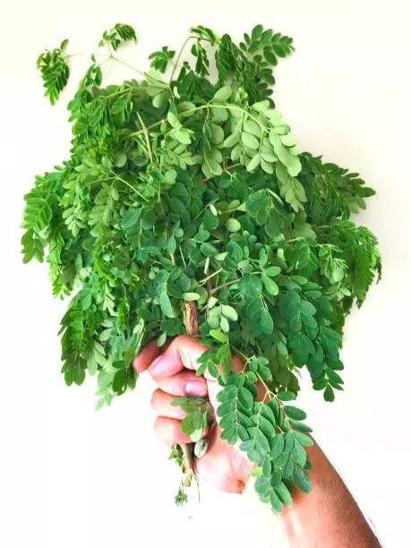 Moringa