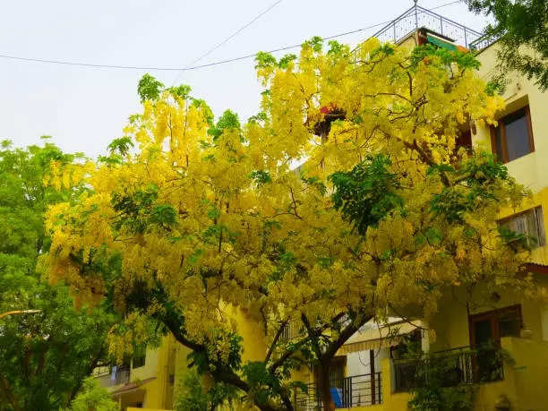 Beautiful yellow flowers bloom on trees of Amaltas in the Month of June- July in Delhi, India