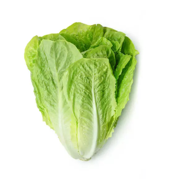 Iceberg lettuce