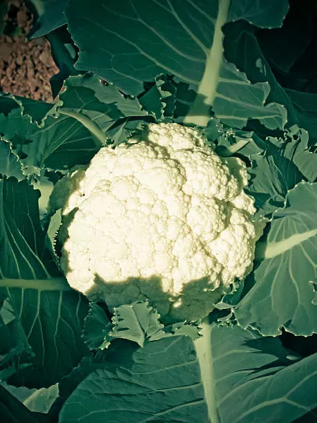 Cauliflower