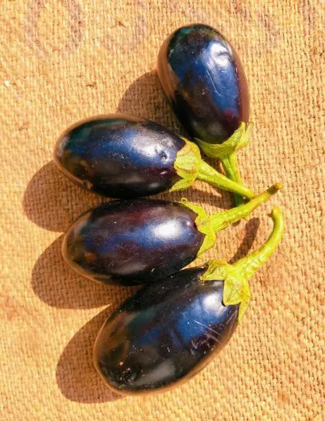 Brinjal