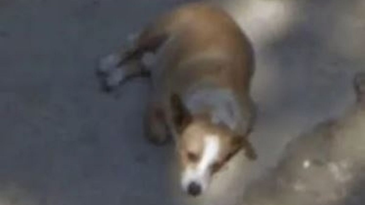 Woman sees late dog on Google Maps
