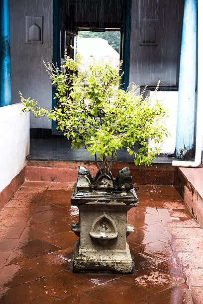 Know why these plants and trees are worshipped in Hinduism