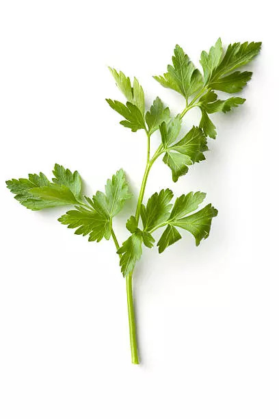 Parsley