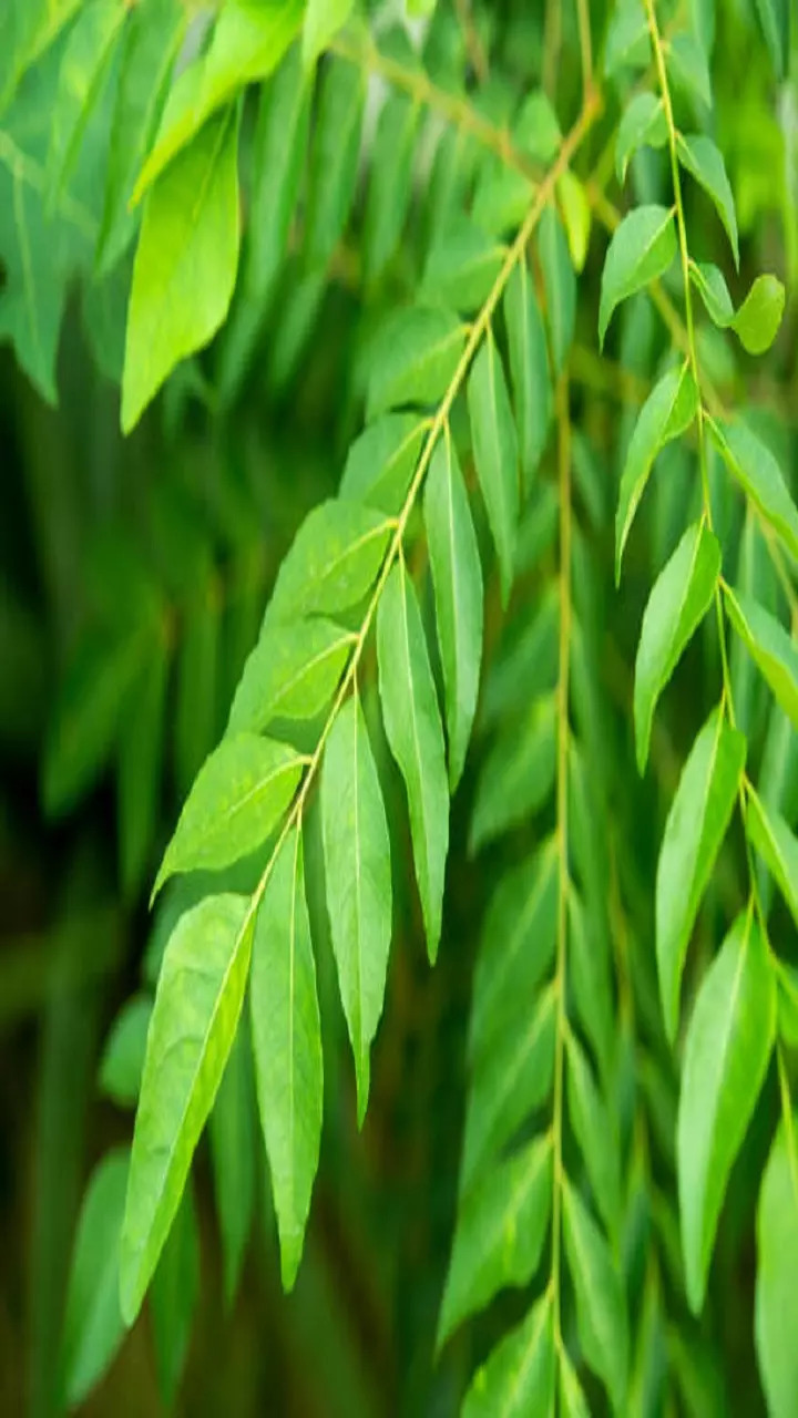 7 Benefits of Using Neem for Good Dental Health