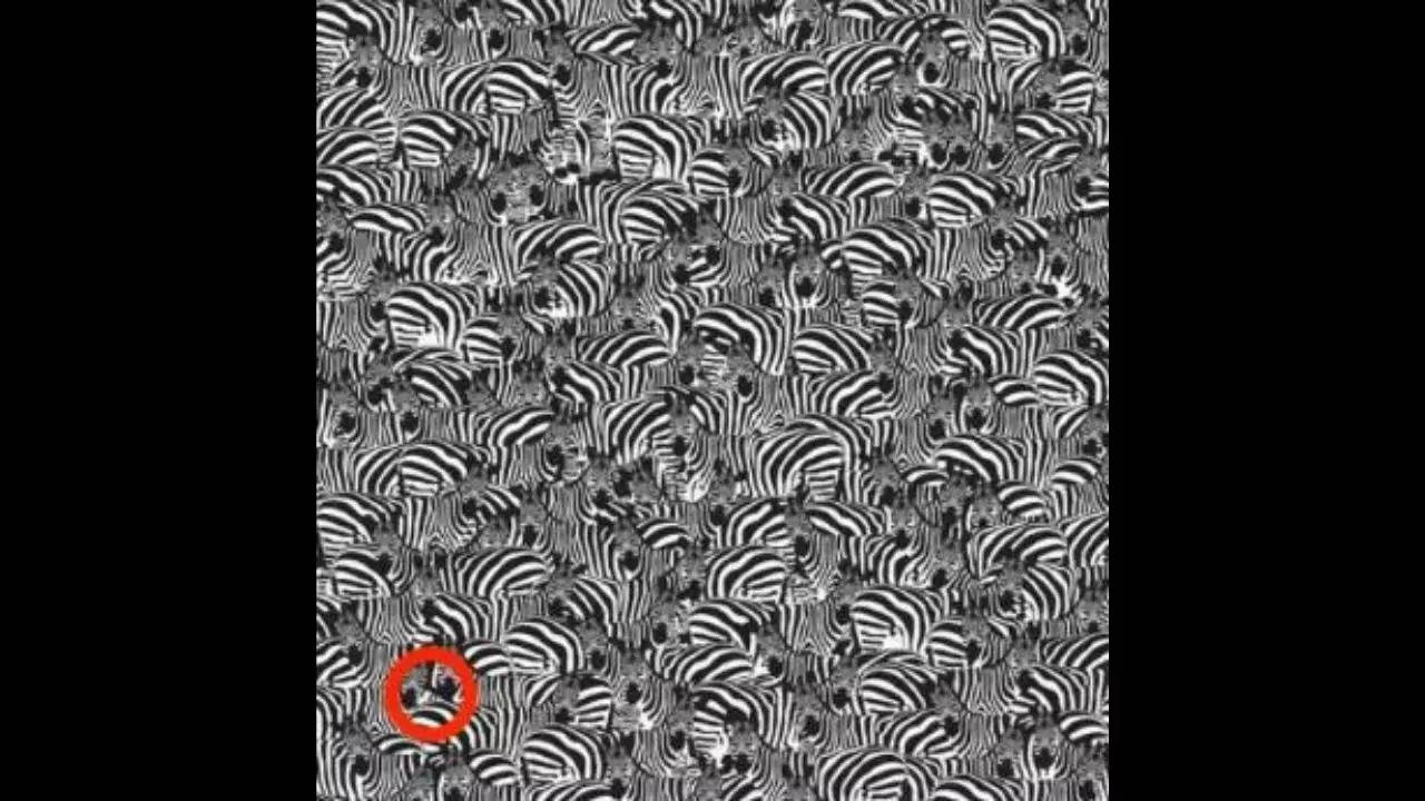 hidden-zebra-optical-illusion