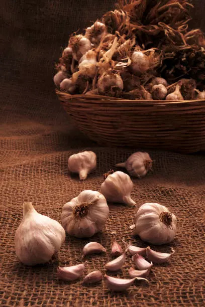 Garlic