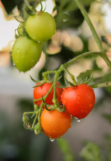 Tomatoes