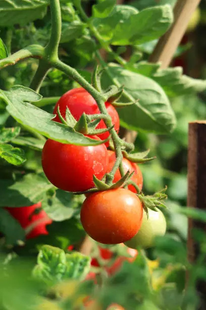 8 Super Healthy Vegetables You Can Easily Grow At Home